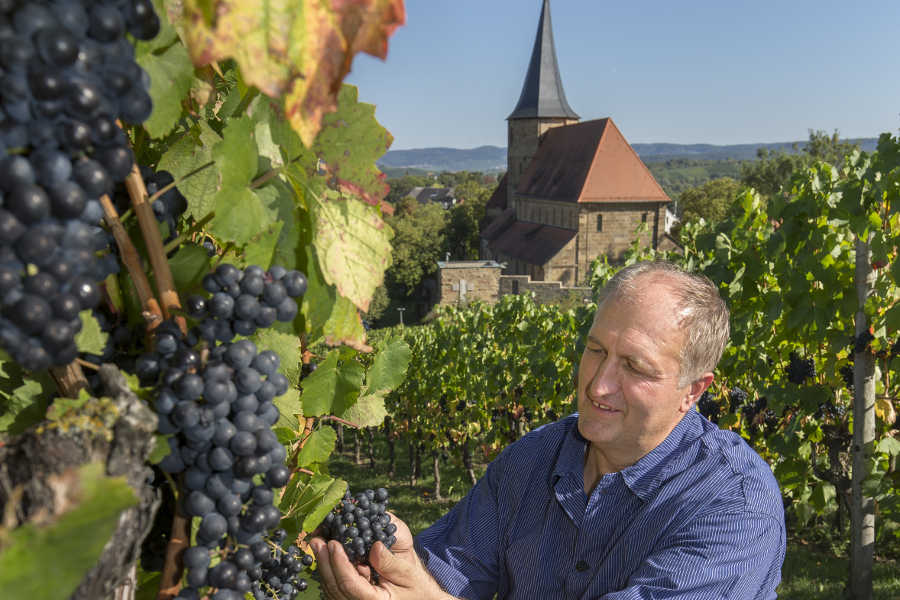 Justin Kircher, Vorstandsvorsitzender der Genossenschaftskellerei Heilbronn-Erlenbach-Weinsberg eG, bei der Weinlese.