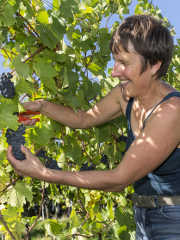 Der Weinjahrgang 2015 in Württemberg wird hervorragend. Nur die Mengen könnten nach dem Geschmack der Weingärtner etwas größer ausfallen.