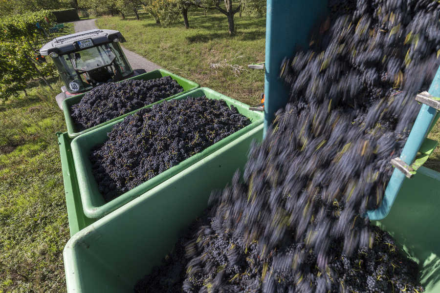 Der Weinjahrgang 2015 in Württemberg wird hervorragend. Nur die Mengen könnten nach dem Geschmack der Weingärtner etwas größer ausfallen.