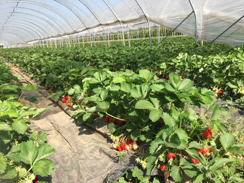 Tunnelanbau Erdbeeren