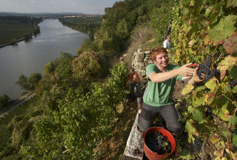  Für die Trauben „Am Krappenfelsen“, eine Steillage der Lauffener Weingärtner eG an den Hängen des Neckars, kommen noch traditionelle Butten zum Einsatz.