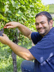 Michael Kunzelmann, Vorstandsvorsitzender der Winzergenossenschaft Achkarren im Kaiserstuhl eG, bei der Lese der Spätburgundertrauben