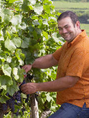 Michael Kunzelmann, Vorstandsvorsitzender der Winzergenossenschaft Achkarren im Kaiserstuhl eG, bei der Lese der Spätburgundertrauben.