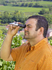 Michael Kunzelmann, Vorstandsvorsitzender der Winzergenossenschaft Achkarren im Kaiserstuhl eG, beim Messen des Oechslegrads mit dem Refraktometer.