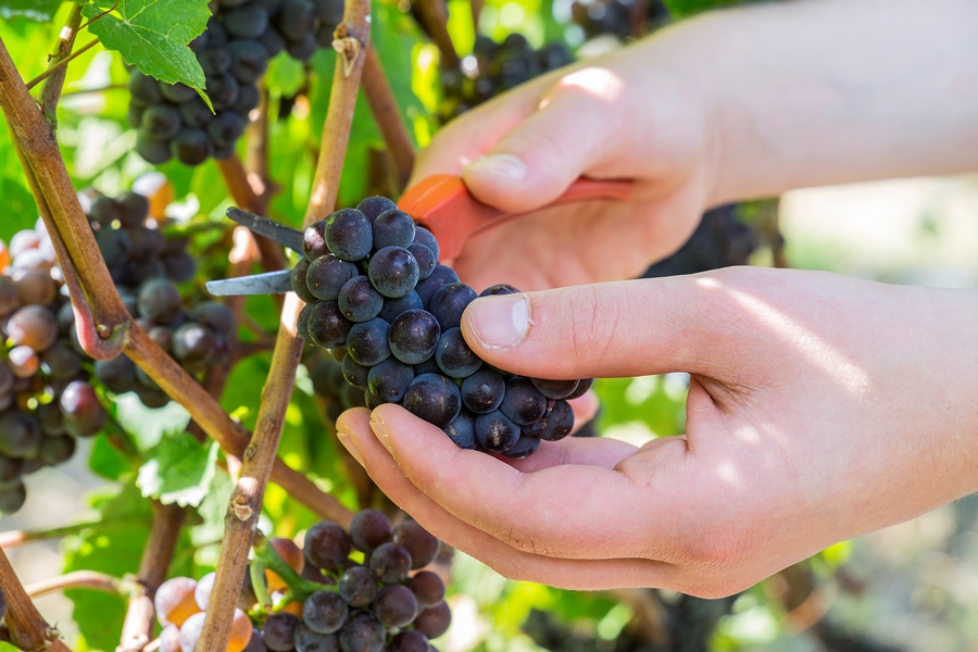 Spätburgundertrauben, Winzergenossenschaft Achkarren im Kaiserstuhl eG