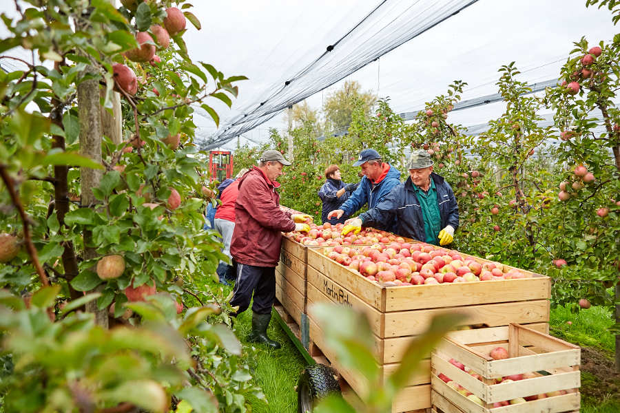 Obstgrossmarkt Oberkirch - Foto Markus Dietze