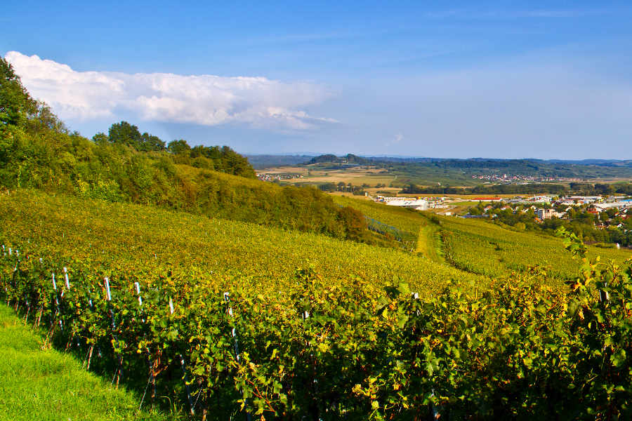 Blick über Efringen-Kirchen