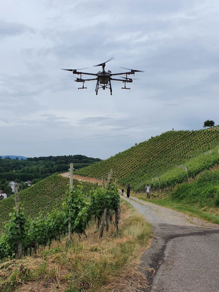 Durbacher Winzer eG  Steillagen mit Drohne