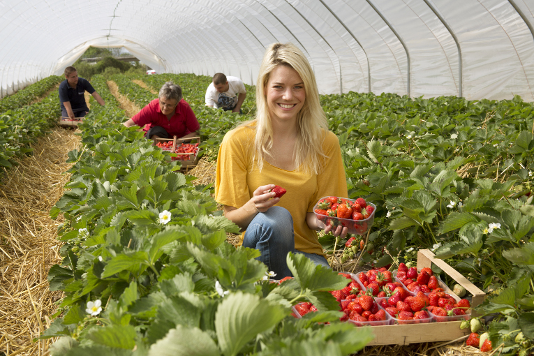 Die Obst- und Gemüsesaison 2014 in Baden-Württemberg war geprägt von einem frühen Saisonstart bei allen Kulturen, der jedoch nur teilweise – etwa bei Erdbeeren und Spargel –  einen Vorteil brachte. 