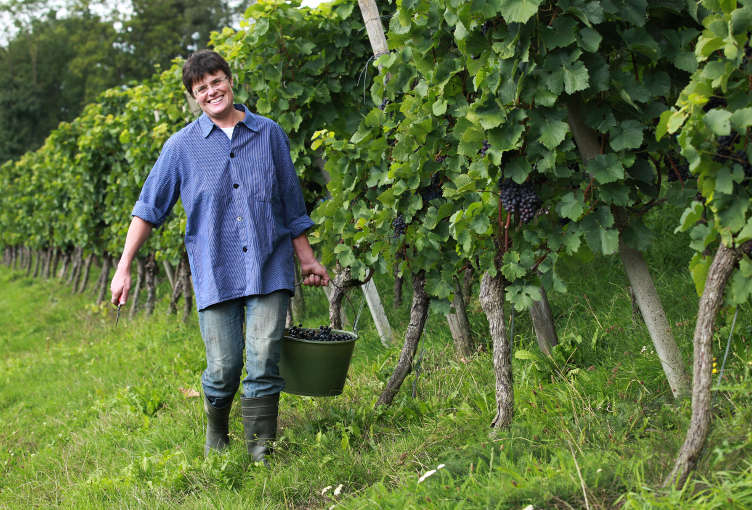 Pia Lickert, Mitglied des Vorstands der Winzergenossenschaft Glottertal eG, bei der Ernte.