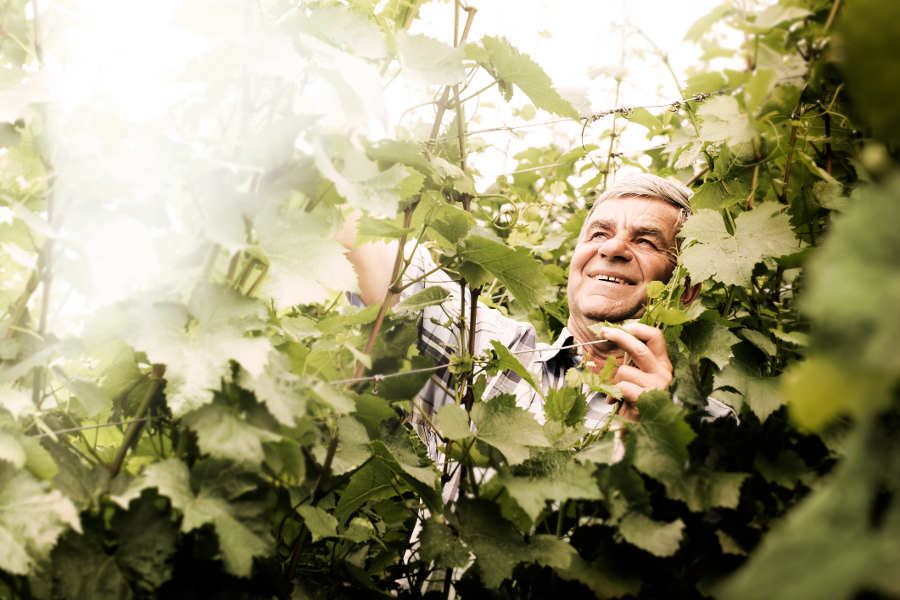 Durbacher Winzergenossenschaft