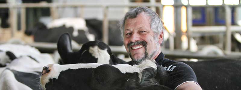 Landwirt bei seinen Kühen im STall