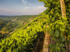 Steillage in Lauffen am Neckar