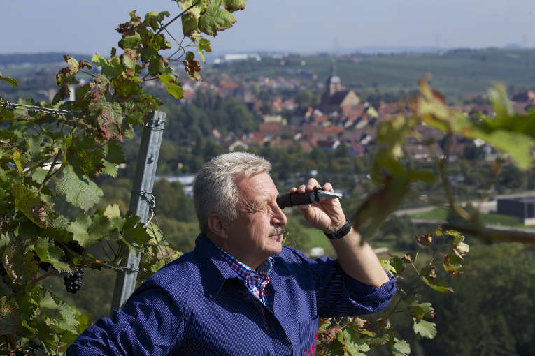 Unser Foto zeigt Ulrich Maile, Vorstandsvorsitzender der Lauffener Weingärtner eG, der die Qualität der Trollinger-Trauben im Anbaugebiet „Im Lauer“ prüft.