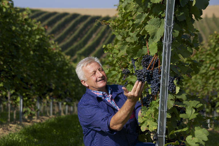  Unser Foto zeigt Ulrich Maile, Vorstandsvorsitzender der Lauffener Weingärtner eG, der die Qualität der Trollinger-Trauben im Anbaugebiet „Im Lauer“ prüft.