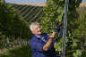  Unser Foto zeigt Ulrich Maile, Vorstandsvorsitzender der Lauffener Weingärtner eG, der die Qualität der Trollinger-Trauben im Anbaugebiet „Im Lauer“ prüft.