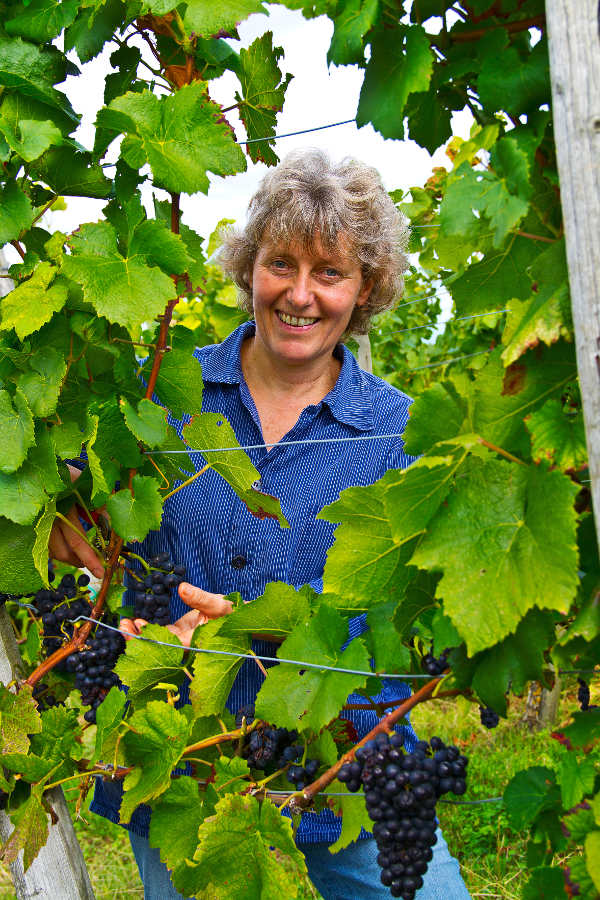 Frau Steinle bei der Weinlese