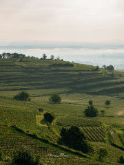 Reblandschaft Kaiserstuhl 