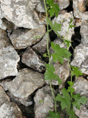 Vulkangestein am Kaiserstuhl 