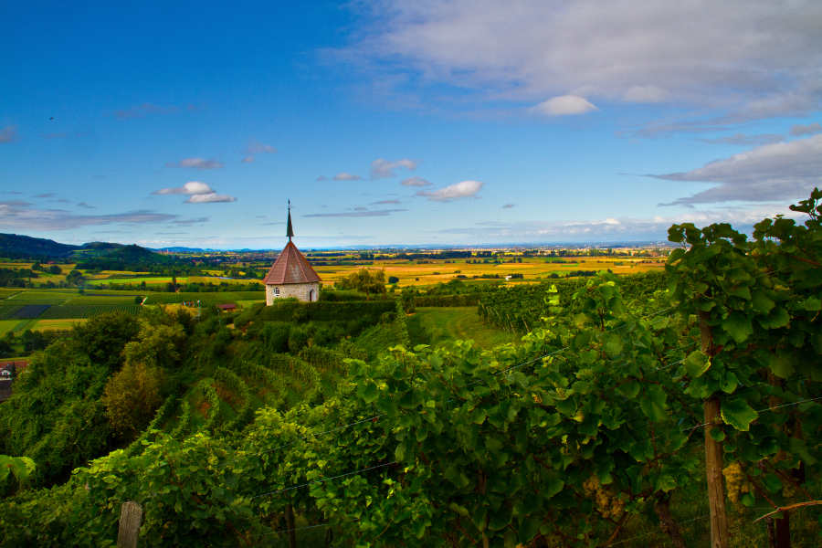 Weinberge mit Oelbergkapelle am Ehrenstetter Oelberg