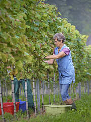 Die Erntearbeit im Weinberg der Alde Gott Winzer eG ist in vollem Gange.