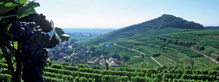 Weinberge in Baden-Württemberg