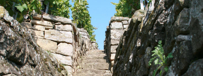 Steillagenkollektiv der Lembergerland Kellerei 