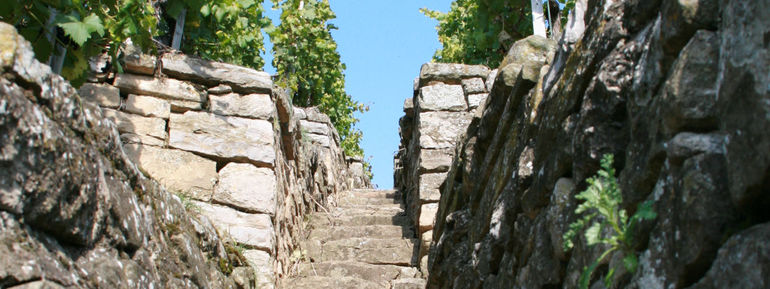 Steillagenkollektiv der Lembergerland Kellerei 