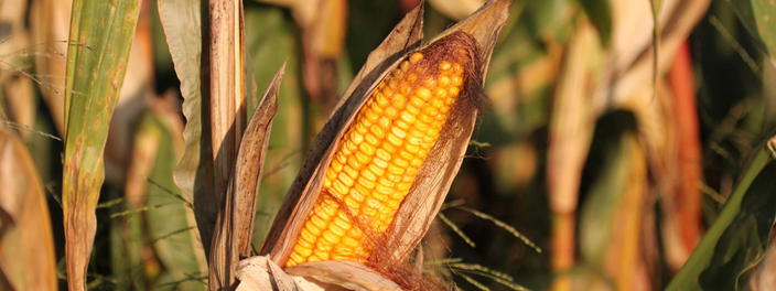 BayWa Genossenschaftliche Landwirtschaft