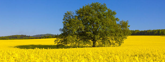 Bedeutung landwirtschaftlicher Genossenschaften