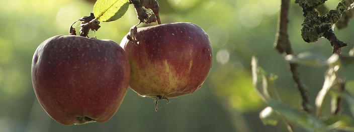 Apfelernte der Marktgemeinschaft Bodenseeobst eG