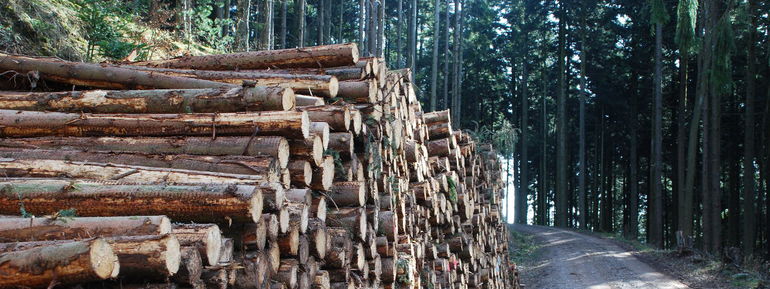 Die Waldgenossenschaft FVS hat sich für einen Rechtsformenwechsel und die eG entschieden.