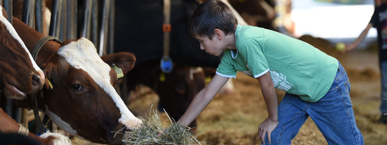 Kind im Kuhstall füttert Kuh mit Heu