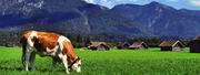Milchgenossenschaft Schwarzwaldmilch gegen Lebensmittelverschwendung