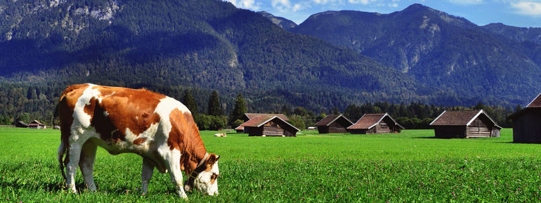 Kuh Milch-Macher Milchgenossenschaften DRV