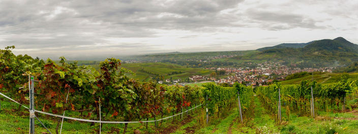 Weinlandschaft mit Weinreben