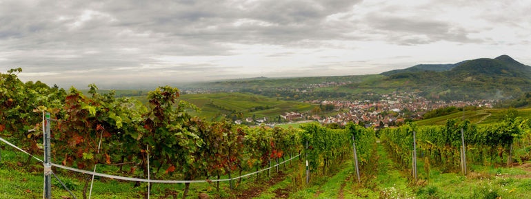 Weinlandschaft mit Weinreben