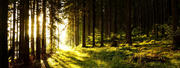 Bündnis für eine nachhaltige und aktive Wald- und Holznutzung