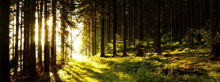 Wald- und Forstgenossenschaften Baden-Württemberg