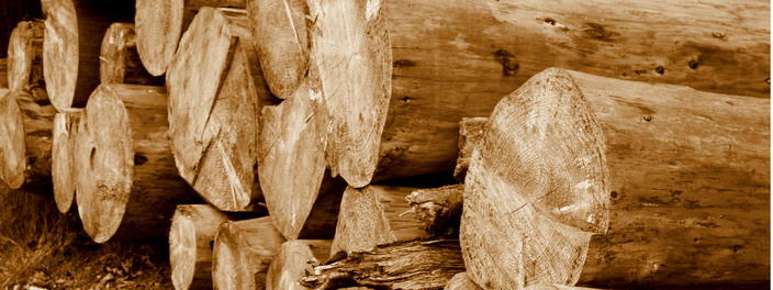 Waldgenossenschaften Holzwirtschaft Bäume