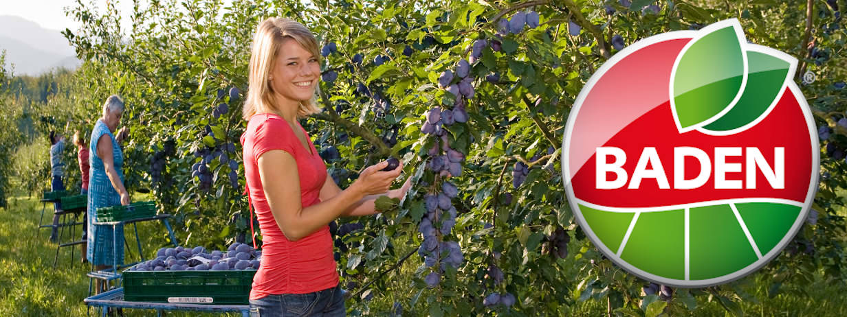 Fröhliche junge Frau bei der Zwetschgenernte - Logo des Werbefonds Obst, Gemüse, Gartenbau Baden