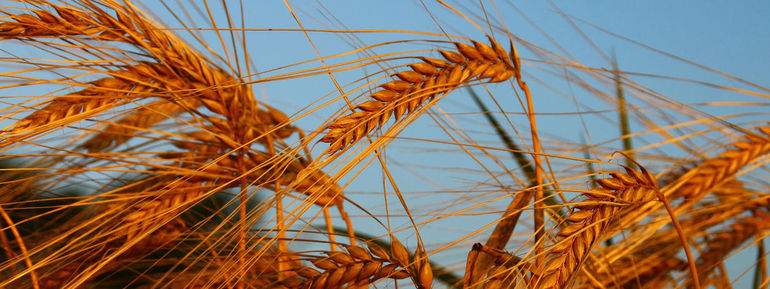 Landwirtschaft und Naturschutz - Stellungnahme des BWGV