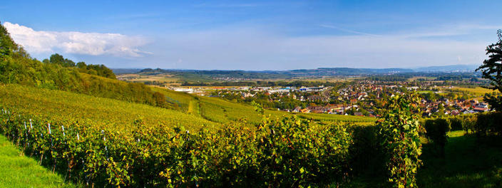 Blick über Efringe-Kirchen, Bezirkskellerei Markgräflerland eG