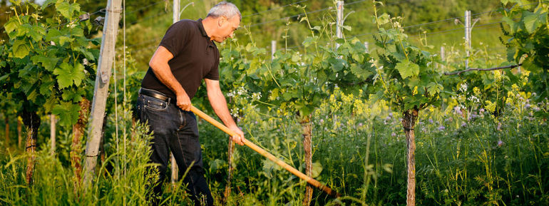 Mann arbeitet mit Hacke im blumenbestandenen Weinberg