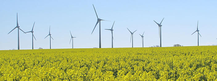 Windräder auf Rapsfeld