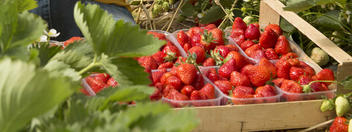 Rekordergebnisse bei Erdbeeren und Spargel stützen die Obst- und Gemüsebilanz