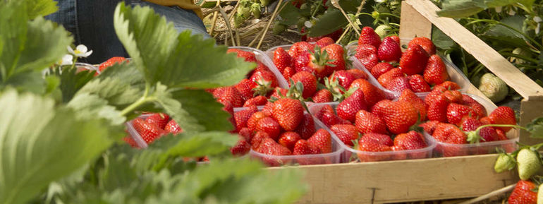 Rekordergebnisse bei Erdbeeren und Spargel stützen die Obst- und Gemüsebilanz