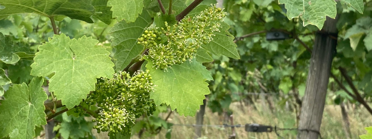 Traubenblüte im Weinberg