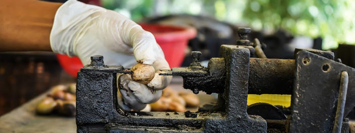 Hand eines Arbeiters an einem Gerät zum Knacken von Cashewkernen