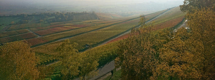 Leitmesse Wein Intervitis neu ausgerichtet